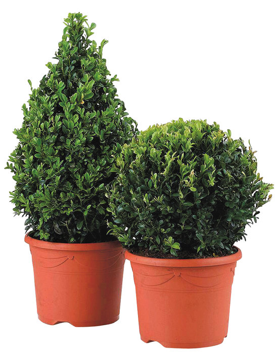 Buksbom pyramideformet 23 cm potte